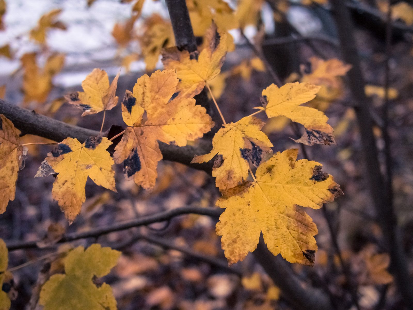Gula löv mot en suddig bakgrund.