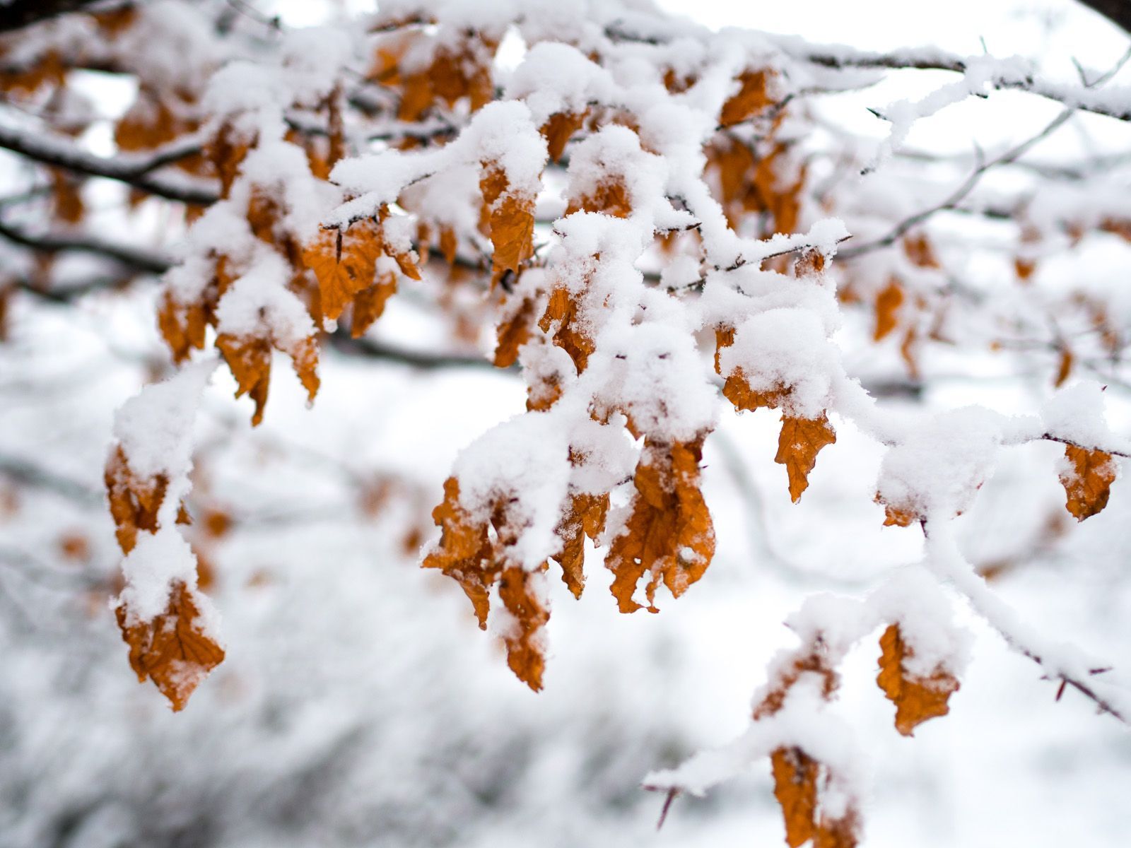 Snö på orangea löv