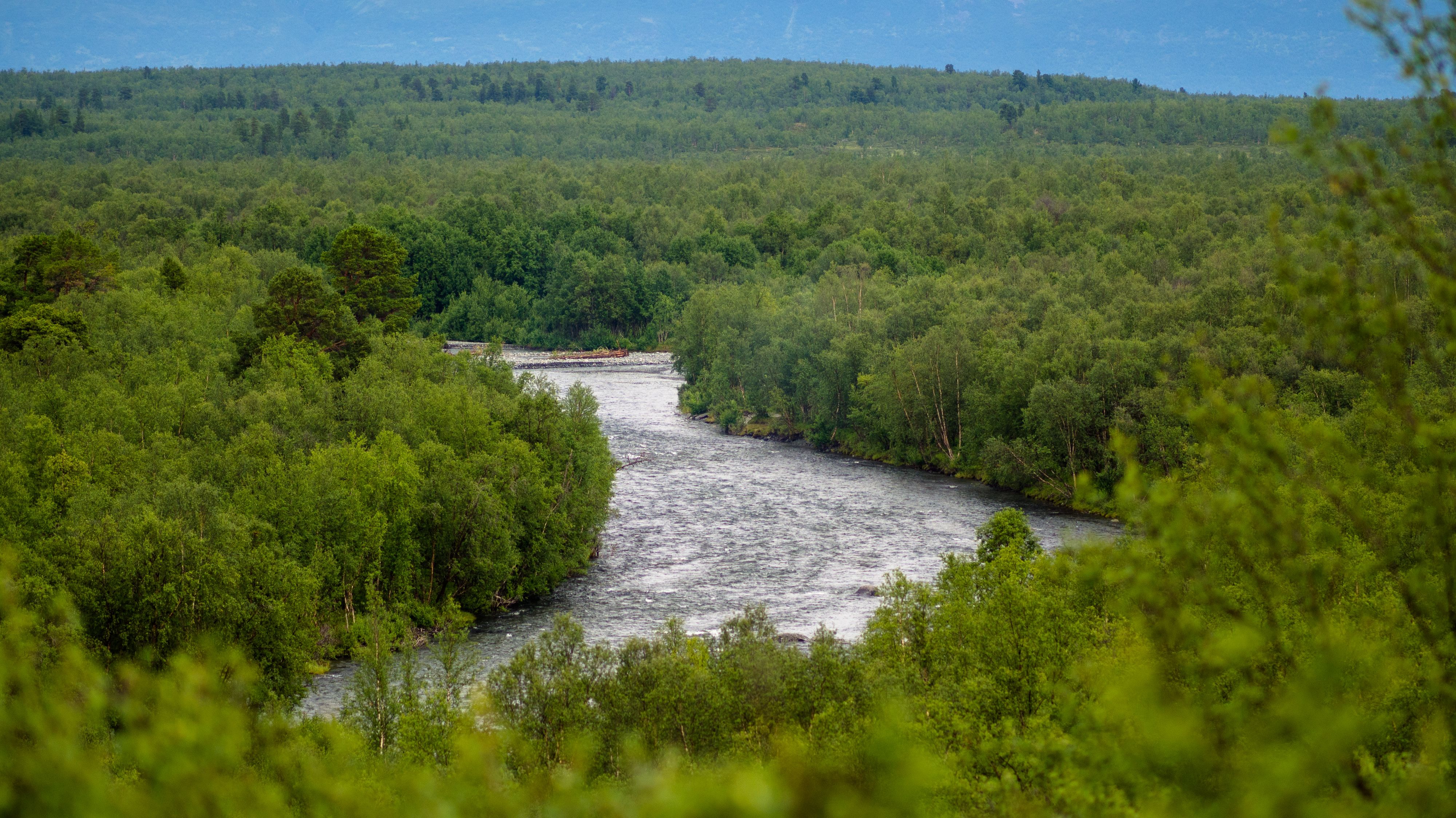 Floden Abiskojokk med skog på båda sidor som rinner lugnt