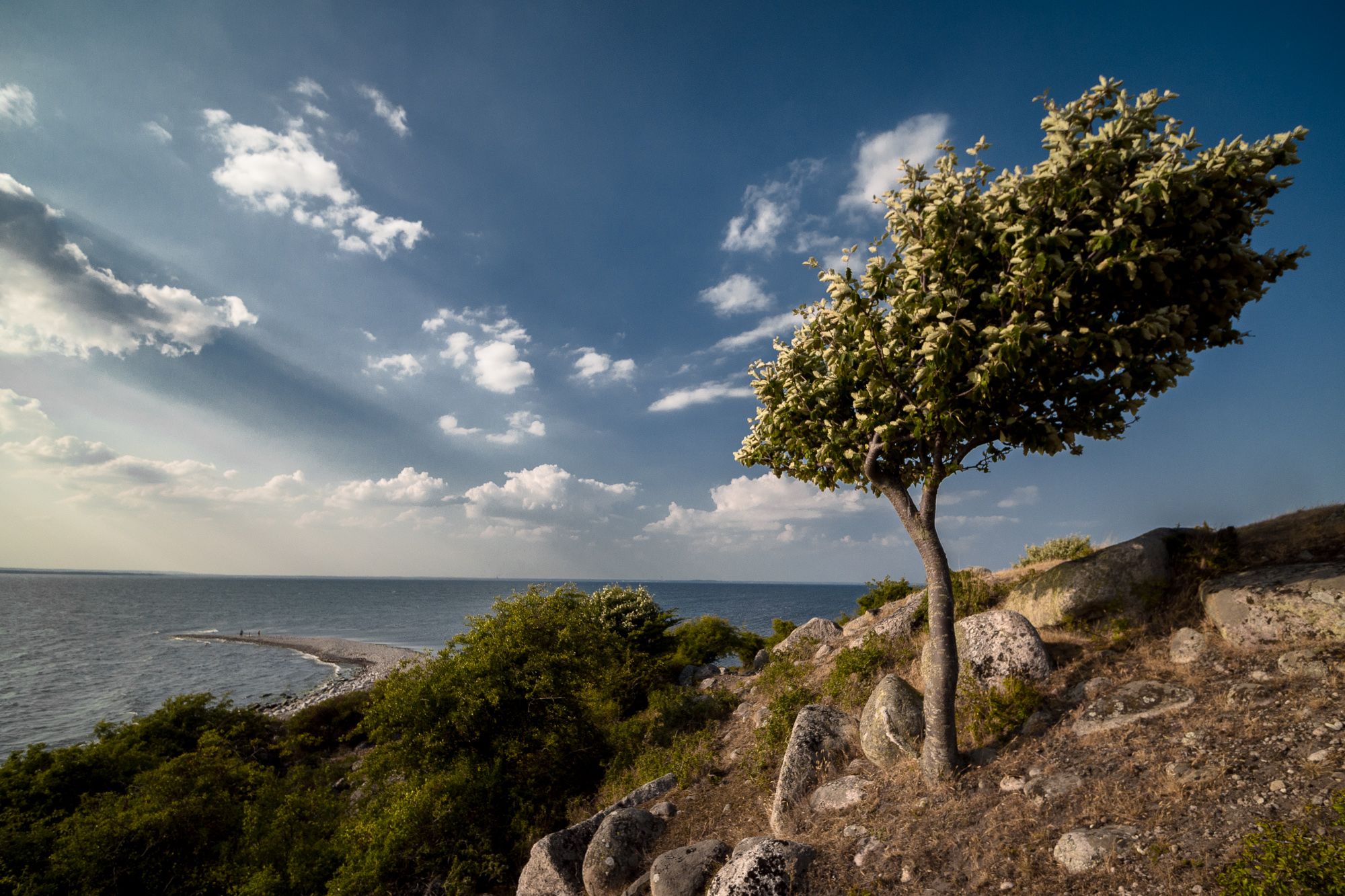 En bild på ett träd på en klippa i förgrunden. Nedanför klippan syns en massa buskar och bortom dom syns en udde som sträcker sig ut i havet. Himlen är blå med några moln som kastar skuggor över havet.