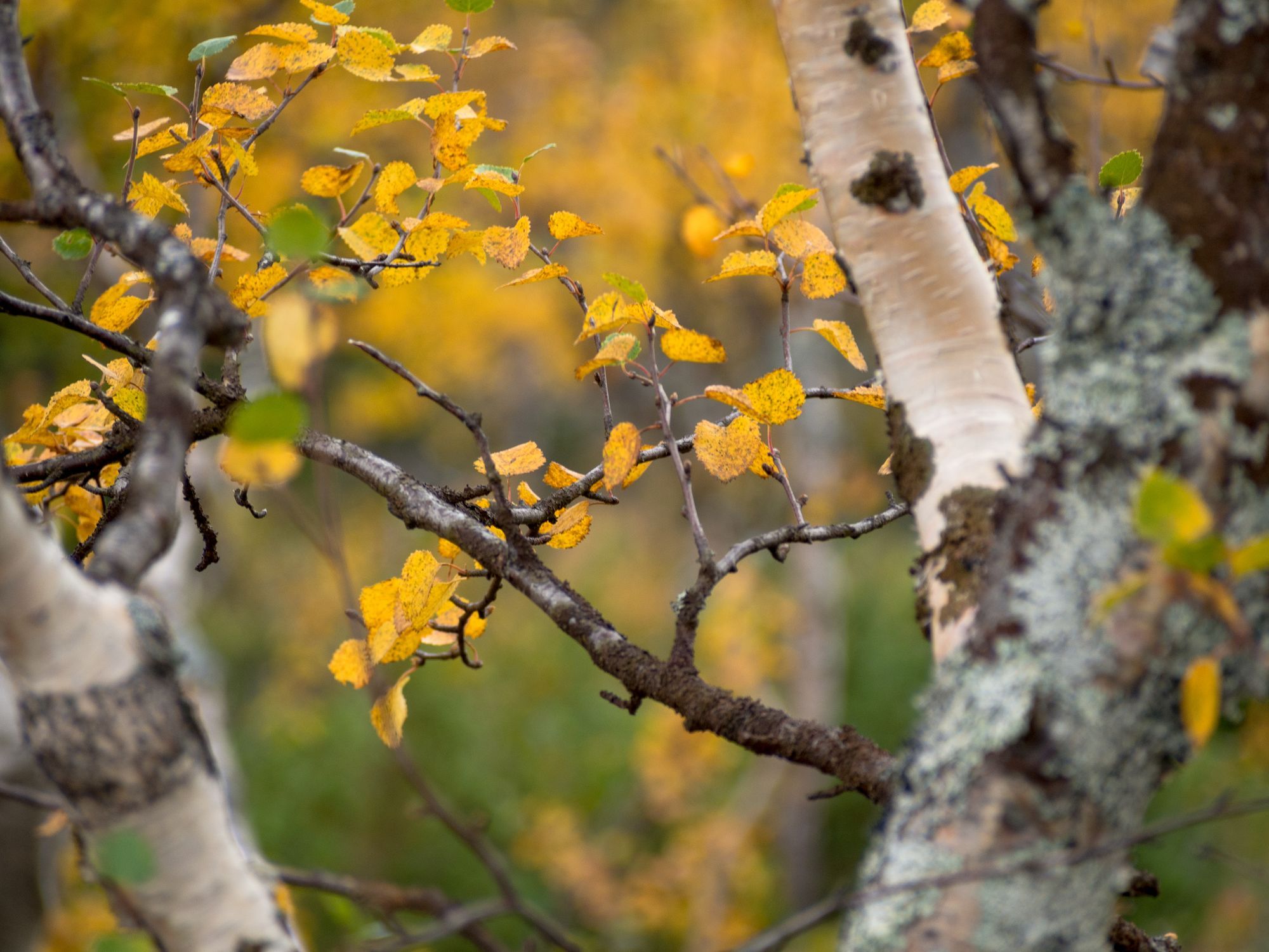 Närbild på en björk med gula löv
