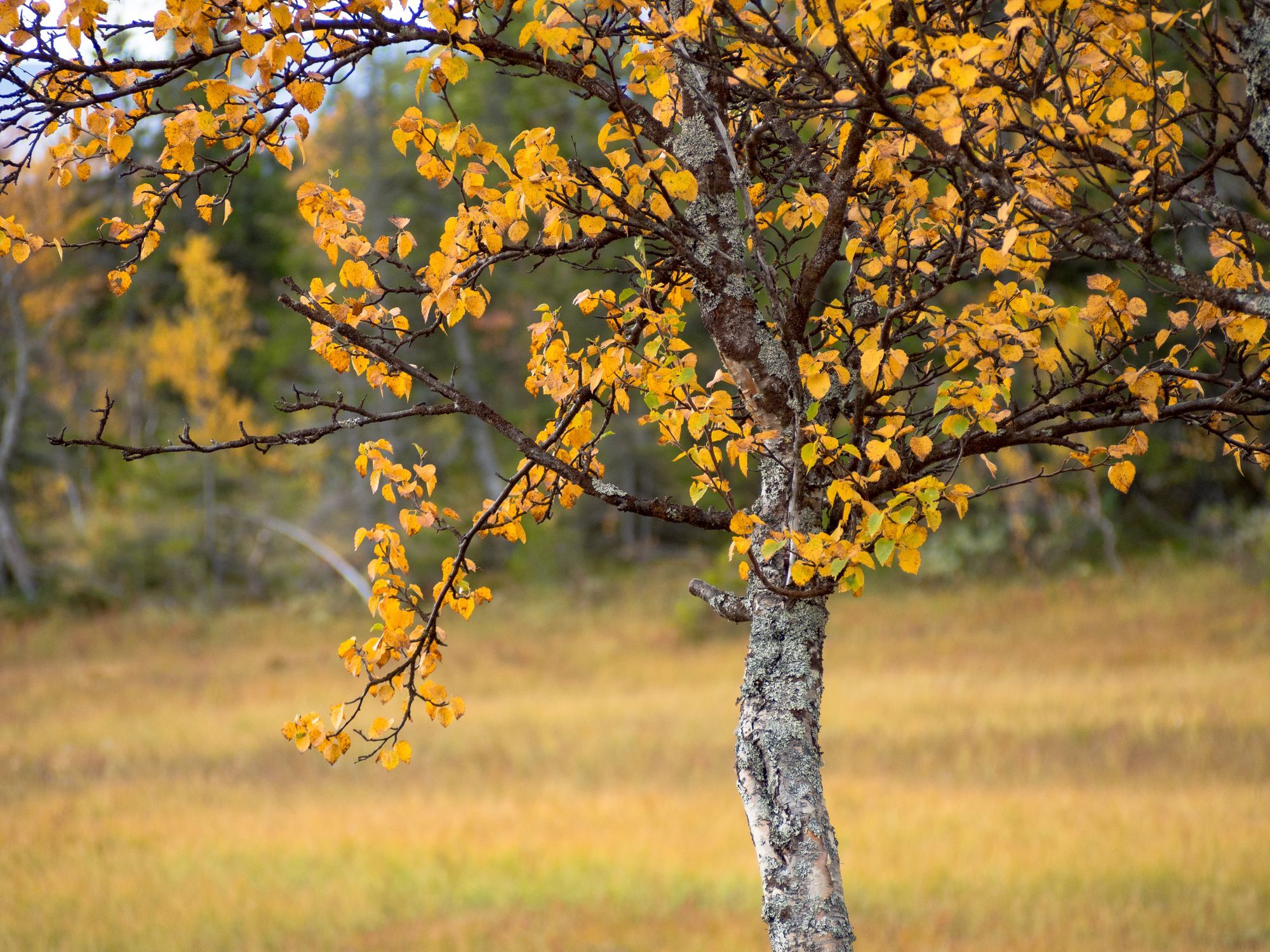 En björk med gula löv.