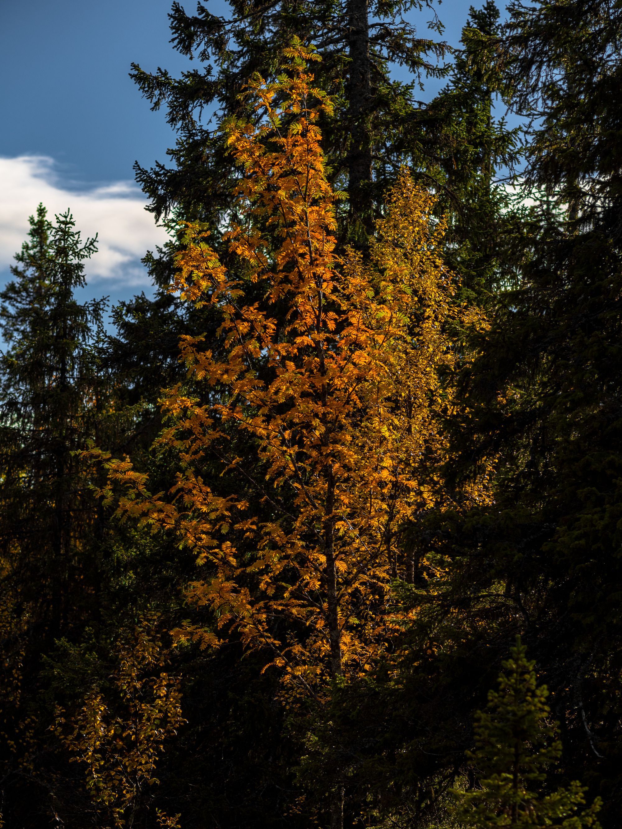 Ett träd med orangea blad mitt bland gröna granar.