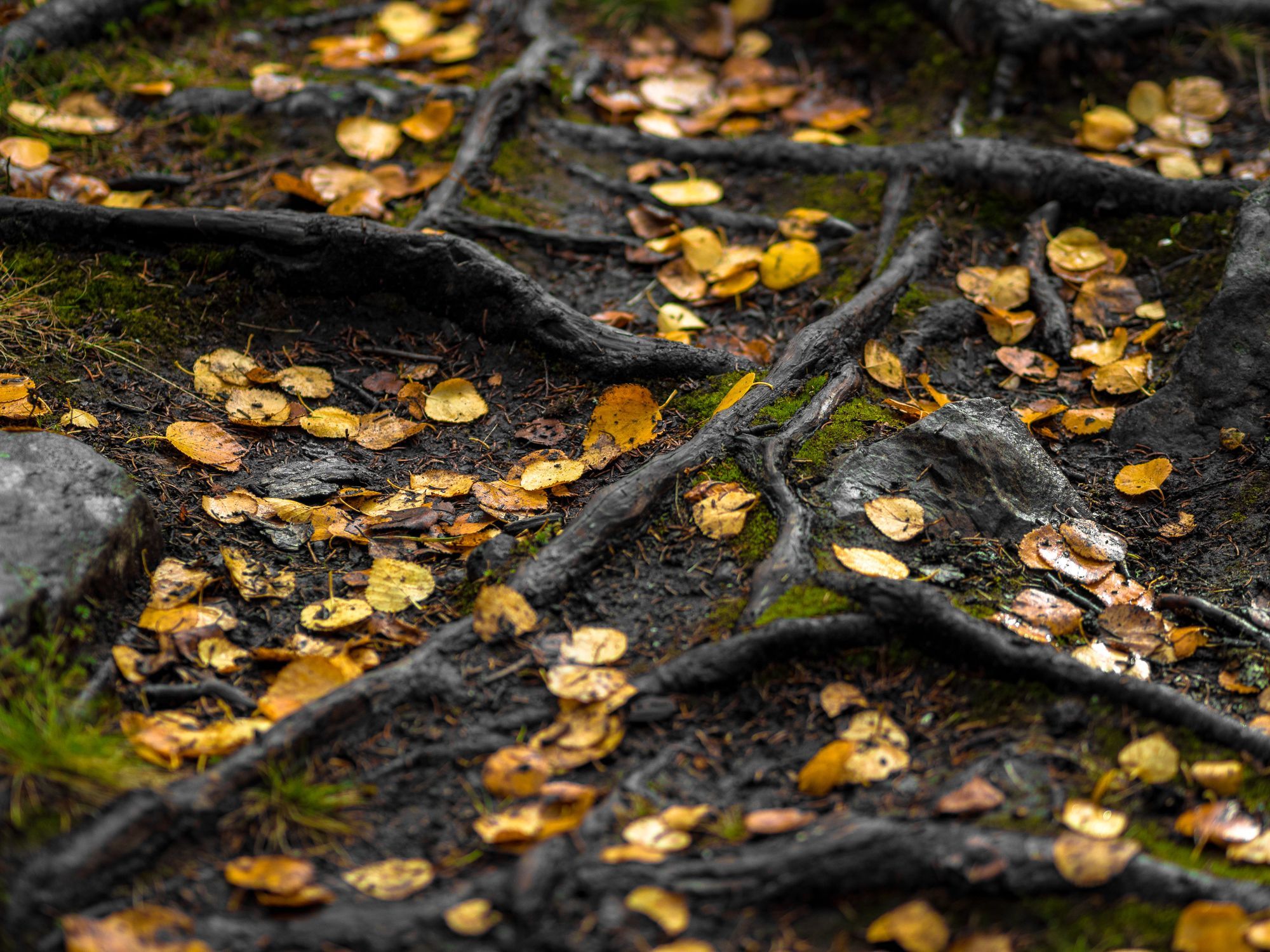 Gula löv på marken som är täckt av en massa rötter och stenar