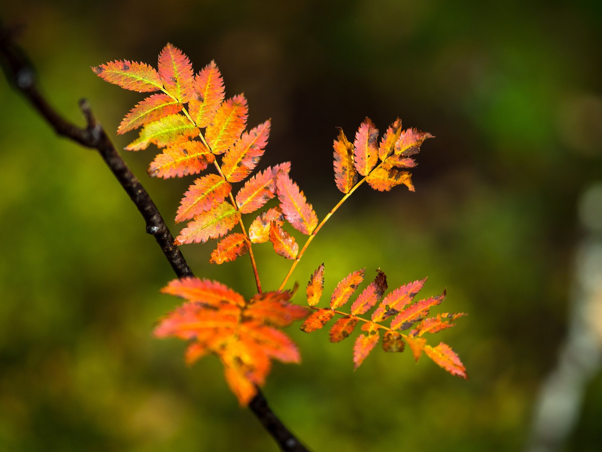 Närbild på en gren med väldigt orangea blad.