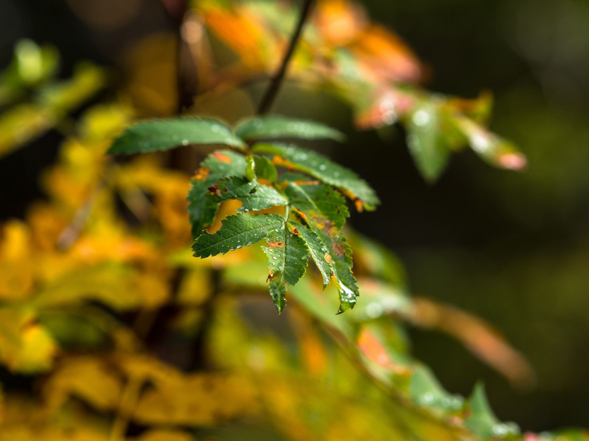Närbild på ett blad med regndroppar på.