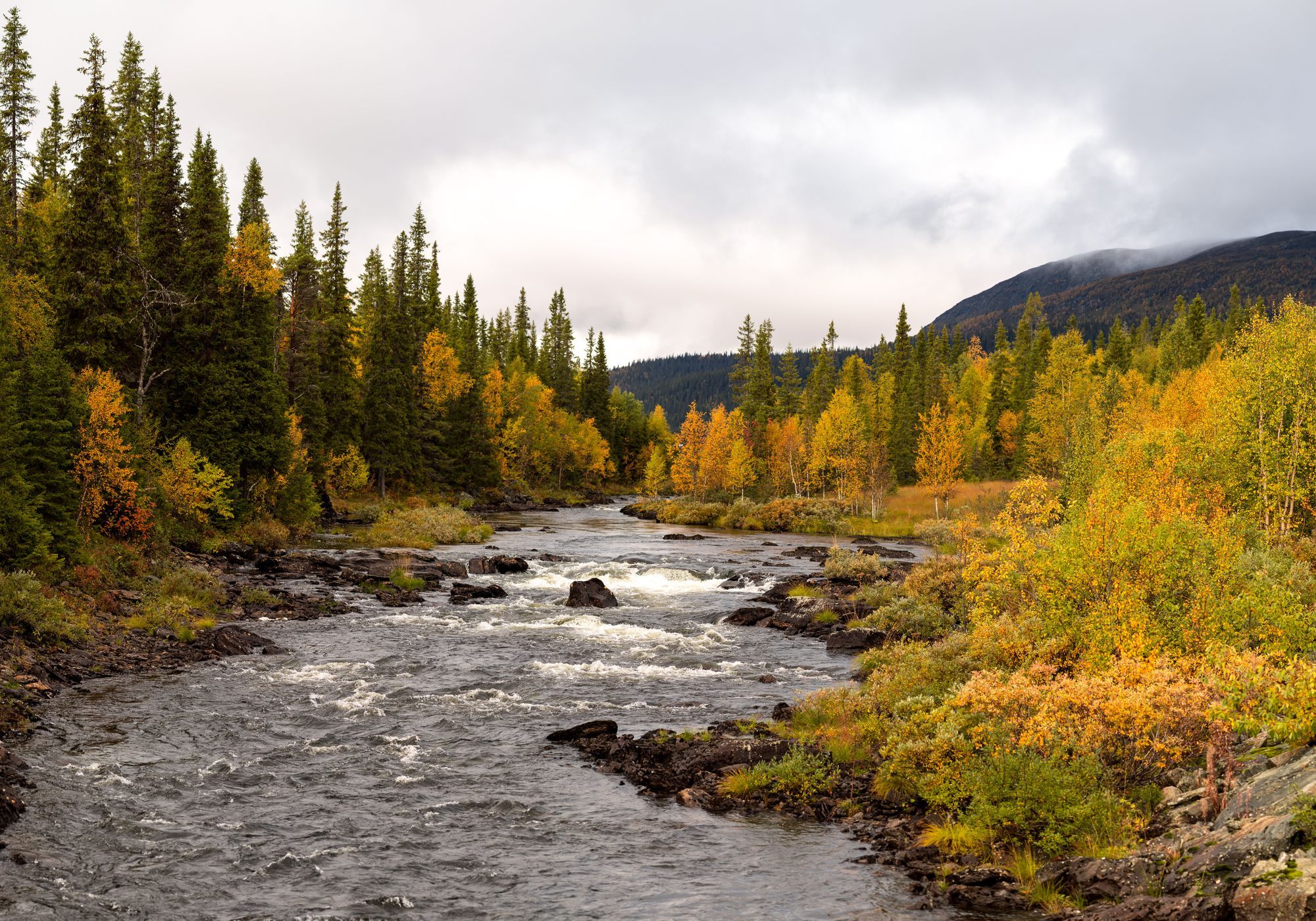 En flod i en skog i höstfärger