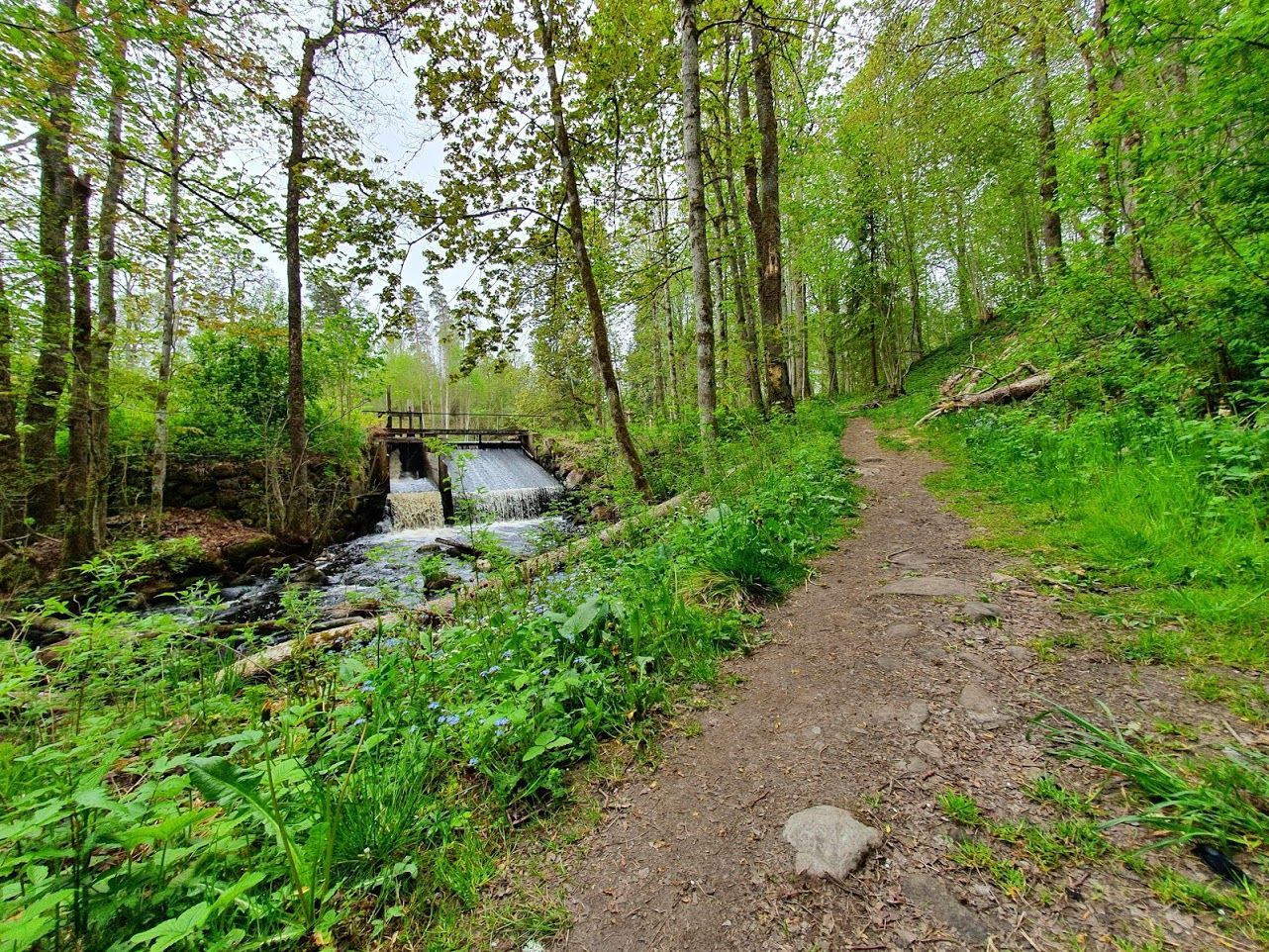 En stig intill en bäck med en damm lite längre upp längs ån.