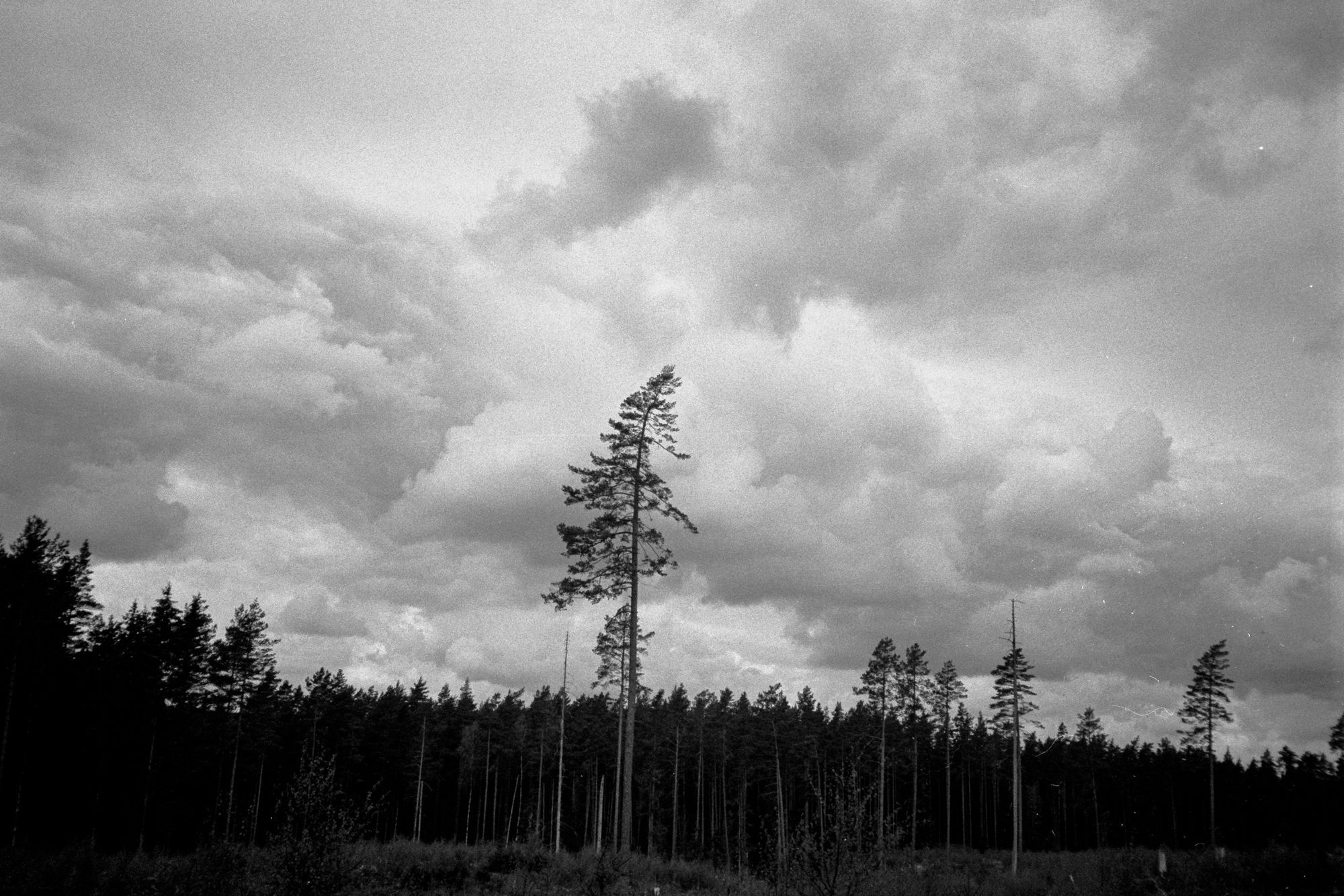 Ett ensamt träd på ett kalhygge avtecknat mot himlen.