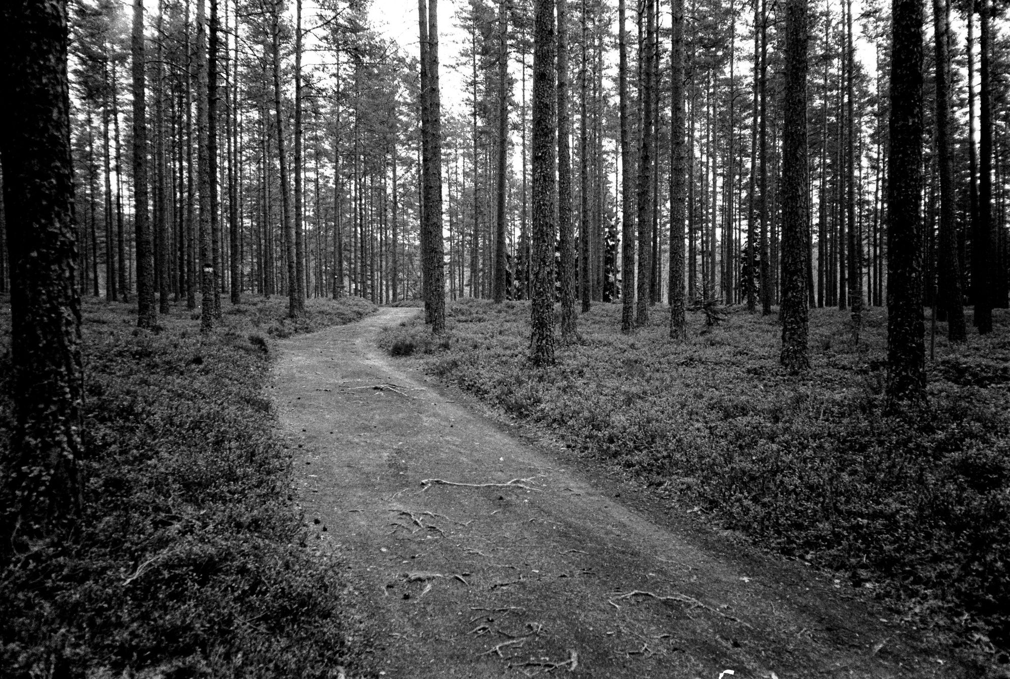 En bred skog i en öppen tallskog