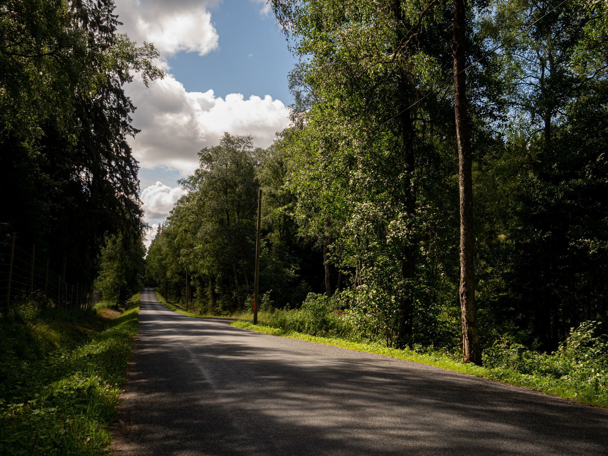 En asfalterad väg i en skog