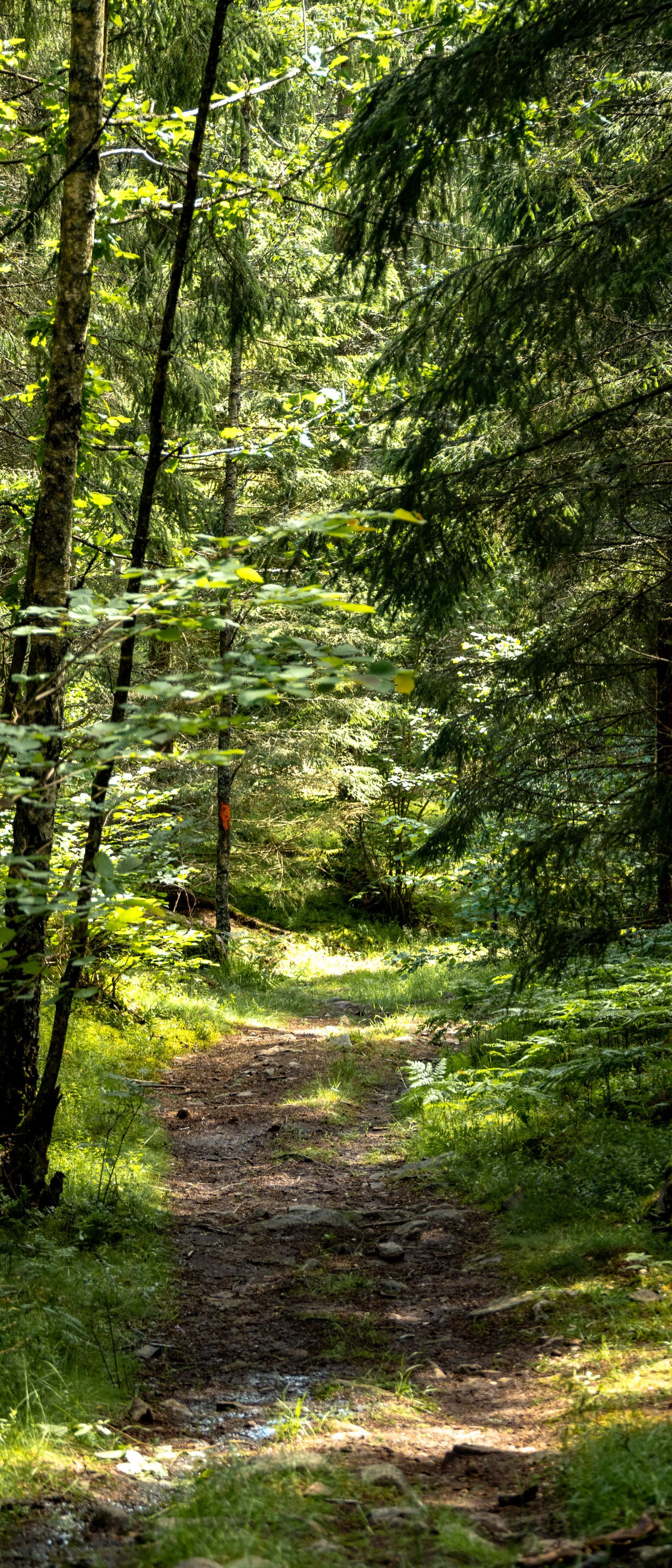 En stig i skogen med en orange ledmarkering lite längre bort