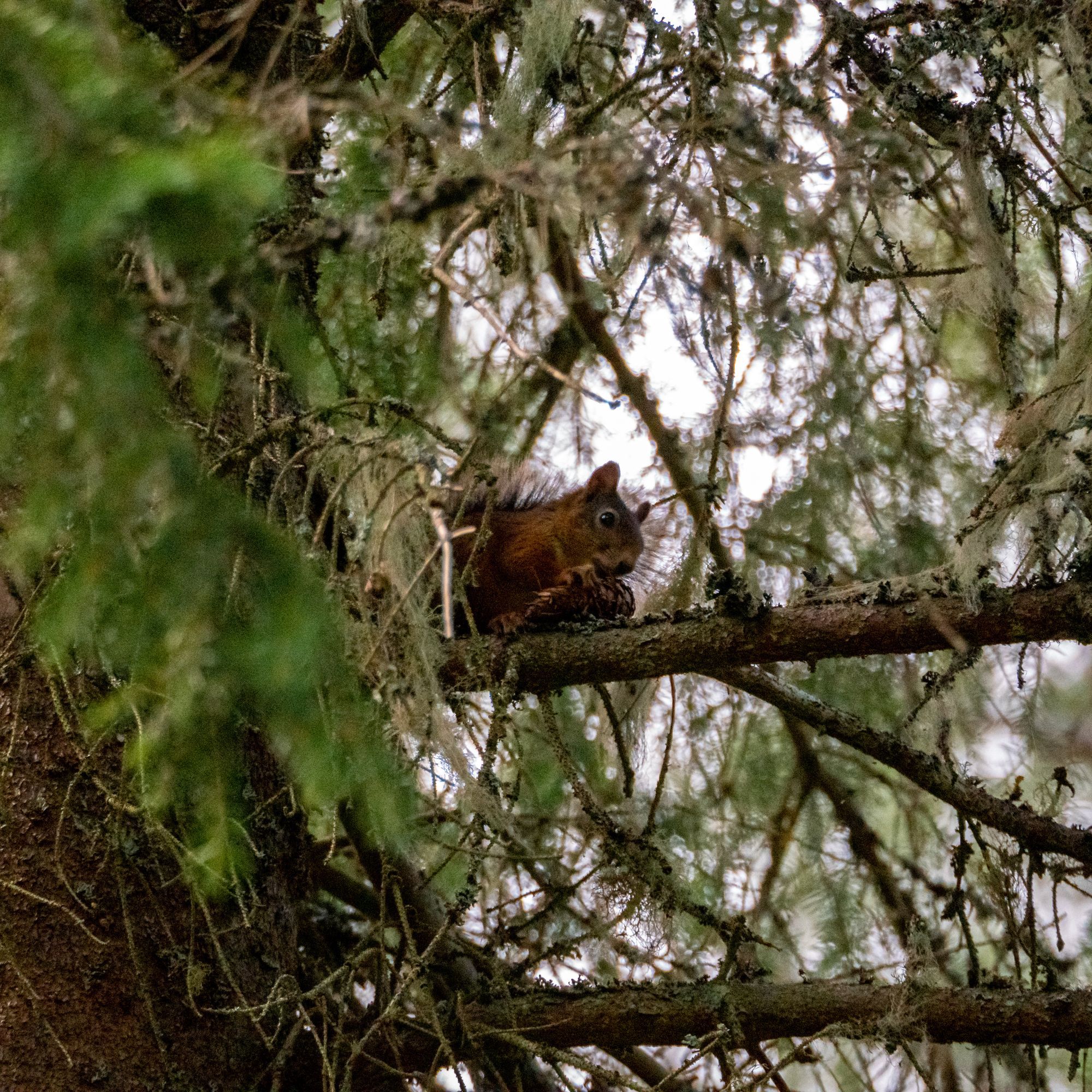 En ekorre i ett träd som håller i en kotte