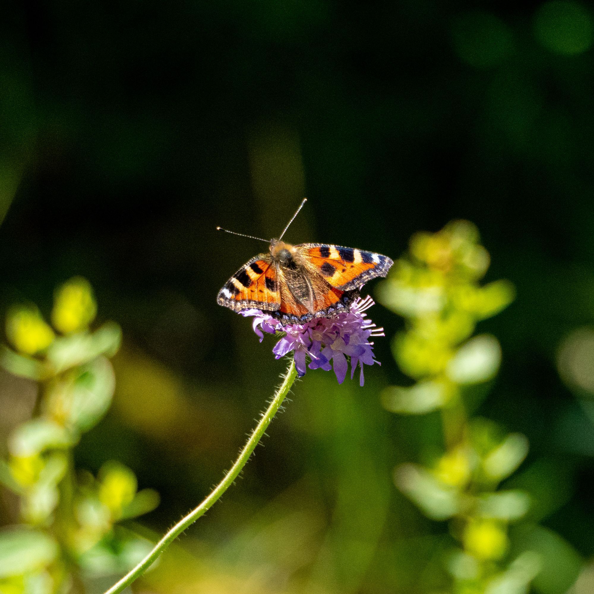 En nässelfjäril på en lila blomma
