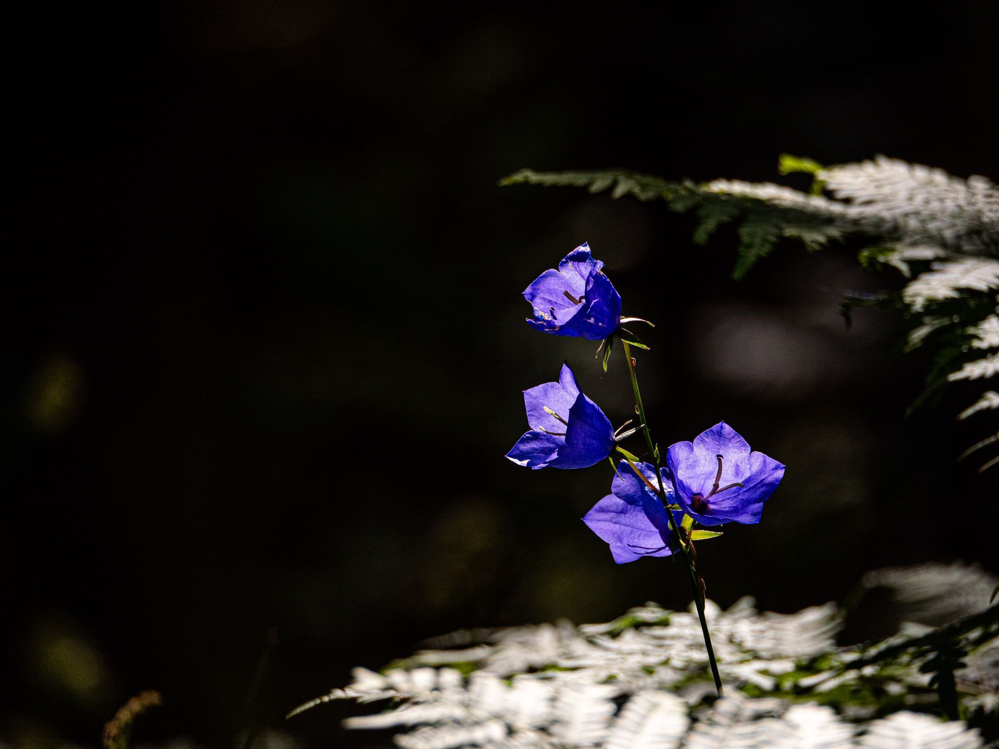 Blåklockor i solen mot en mörk bakgrund