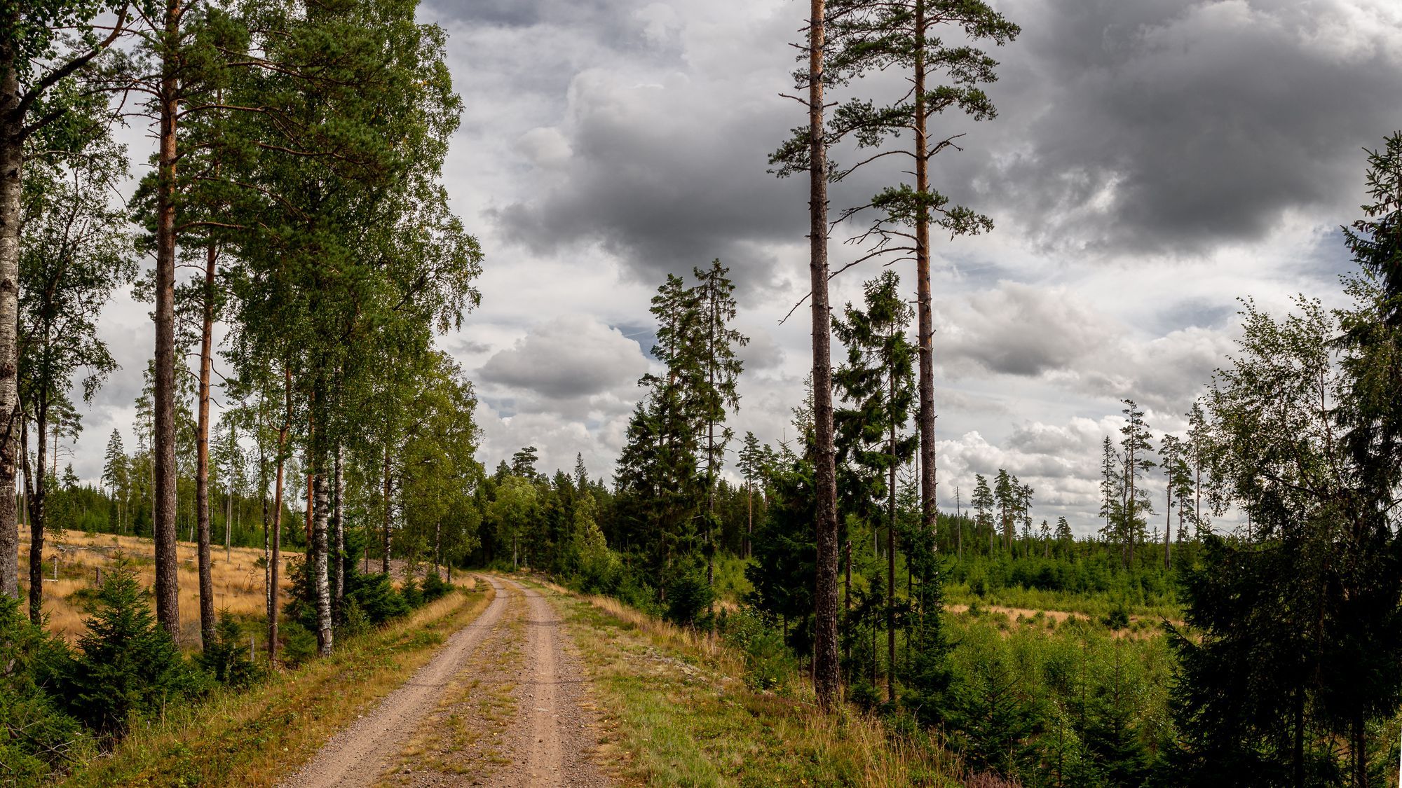 En grusväg som går genom ett blandat landskap med skog och kalhyggen.