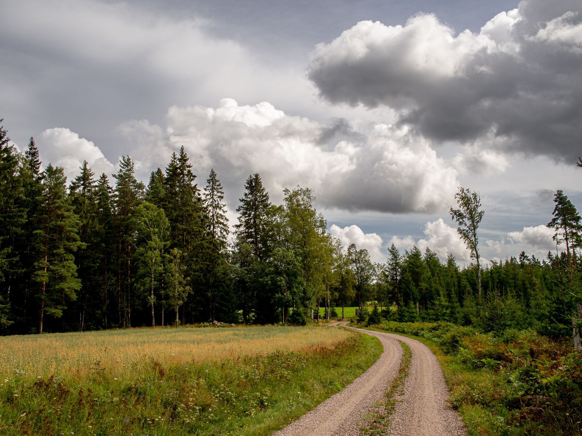 En grusväg med jordbruksmark till vänster och skog en bit bort.