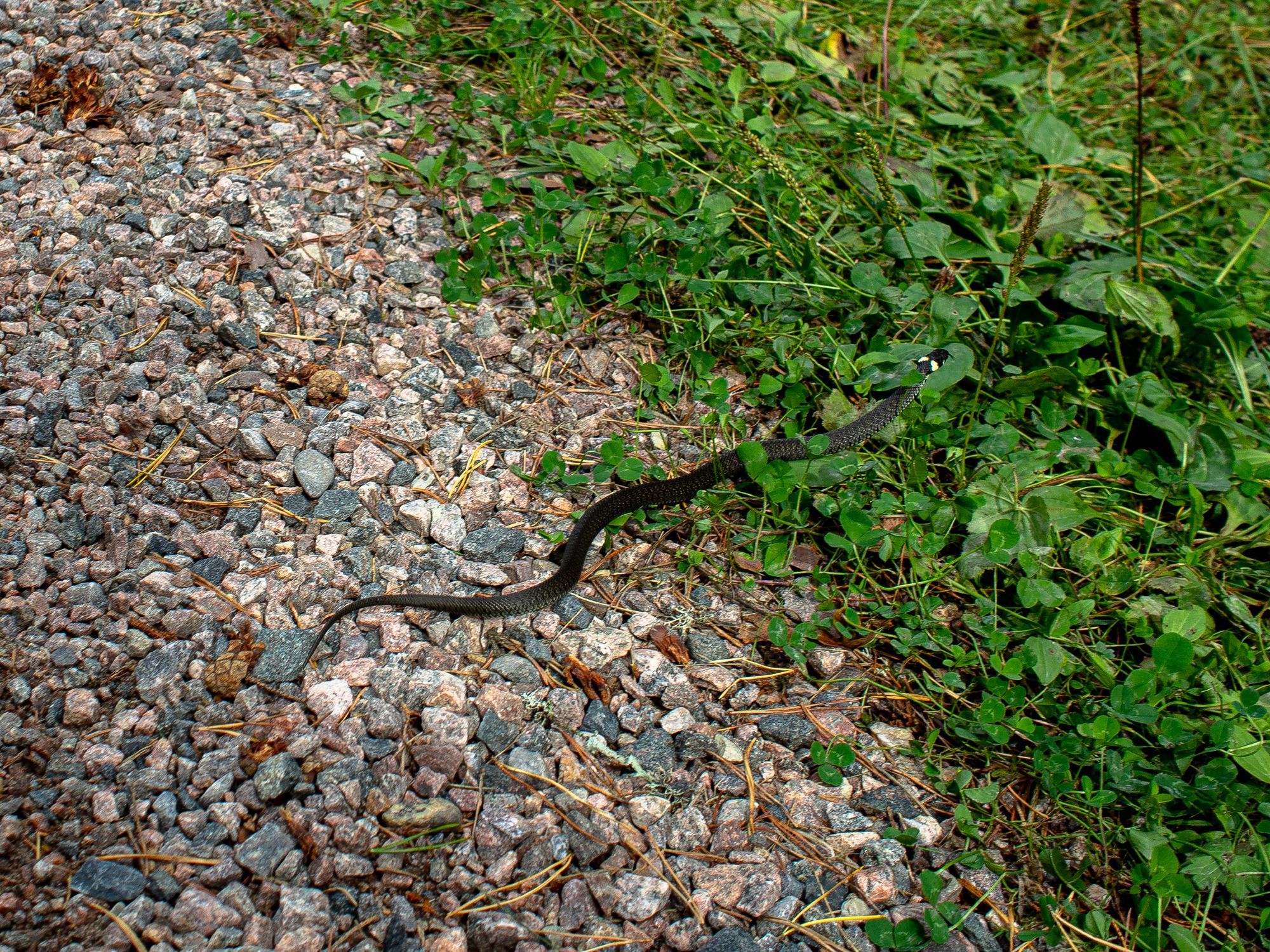 En svart snok som slingrar sig från en grusig väg in i gräset.