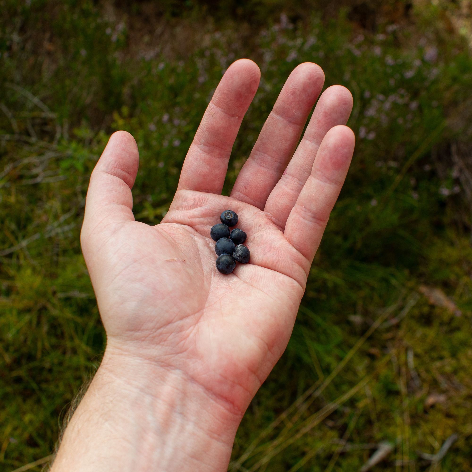 En näve blåbär