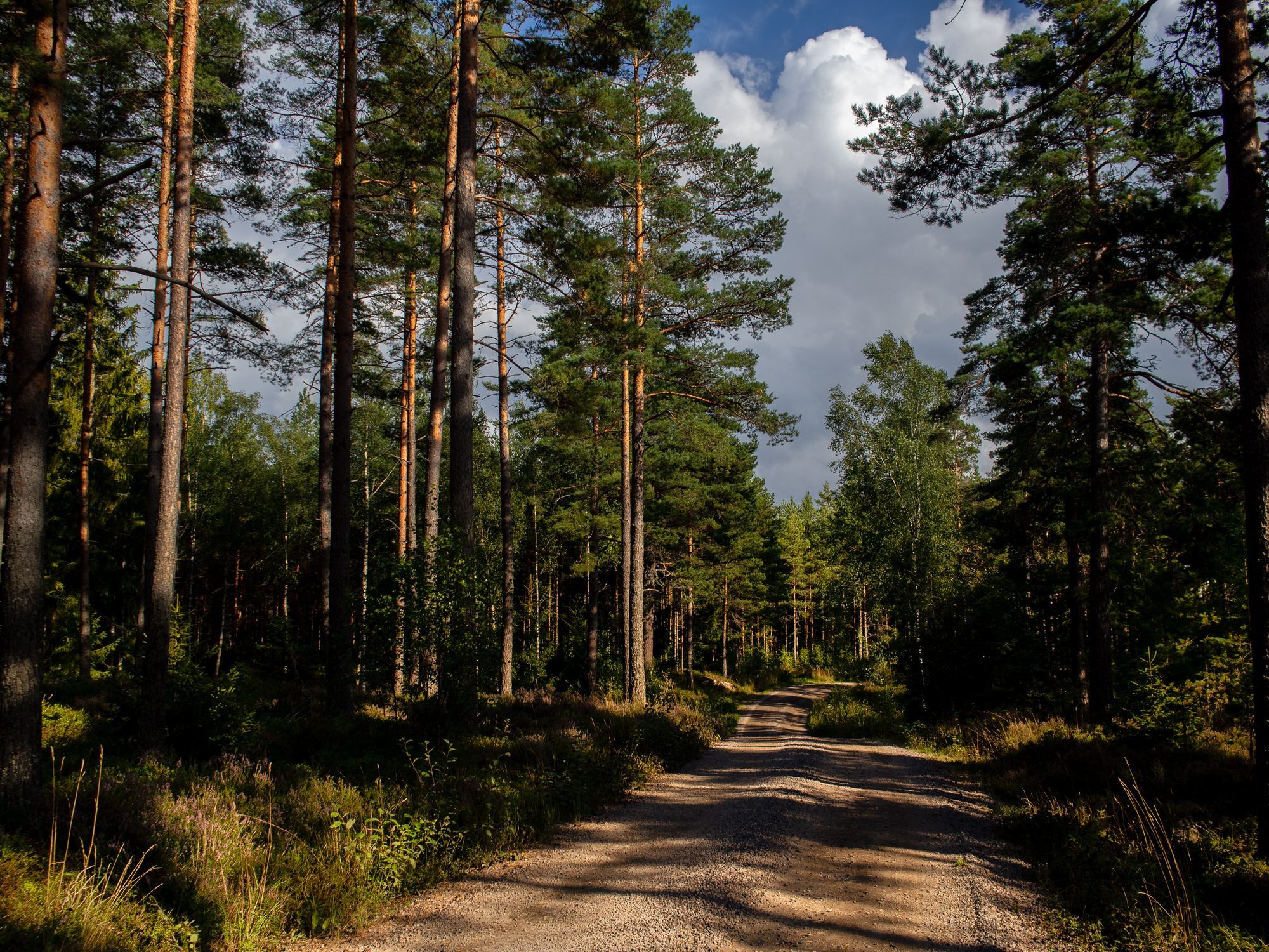 En grusväg i en skog. Solen lyser ner genom träden och bildar ett skuggmönster på vägen.