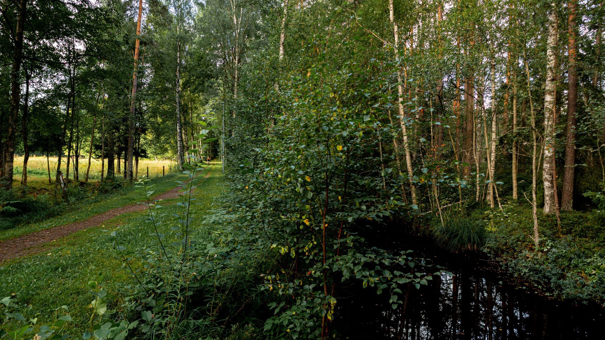 En stig och en bäck.