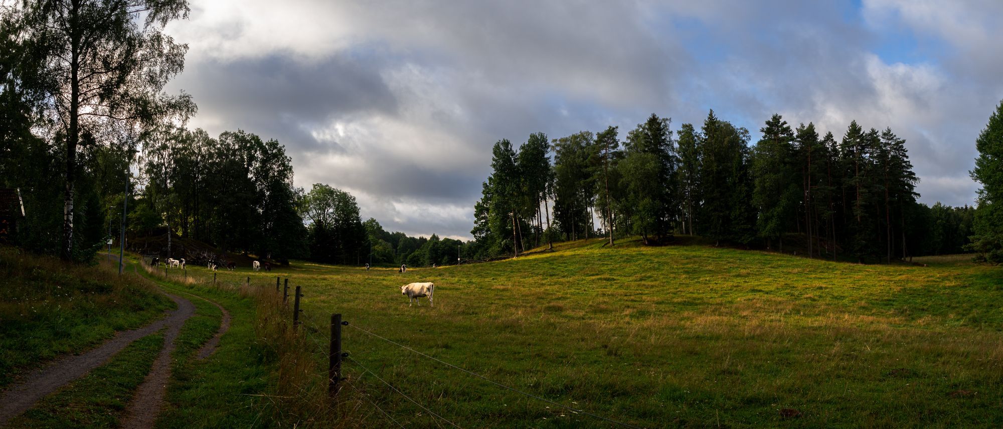 En hage med en ensam ko med en grusväg bredvid.