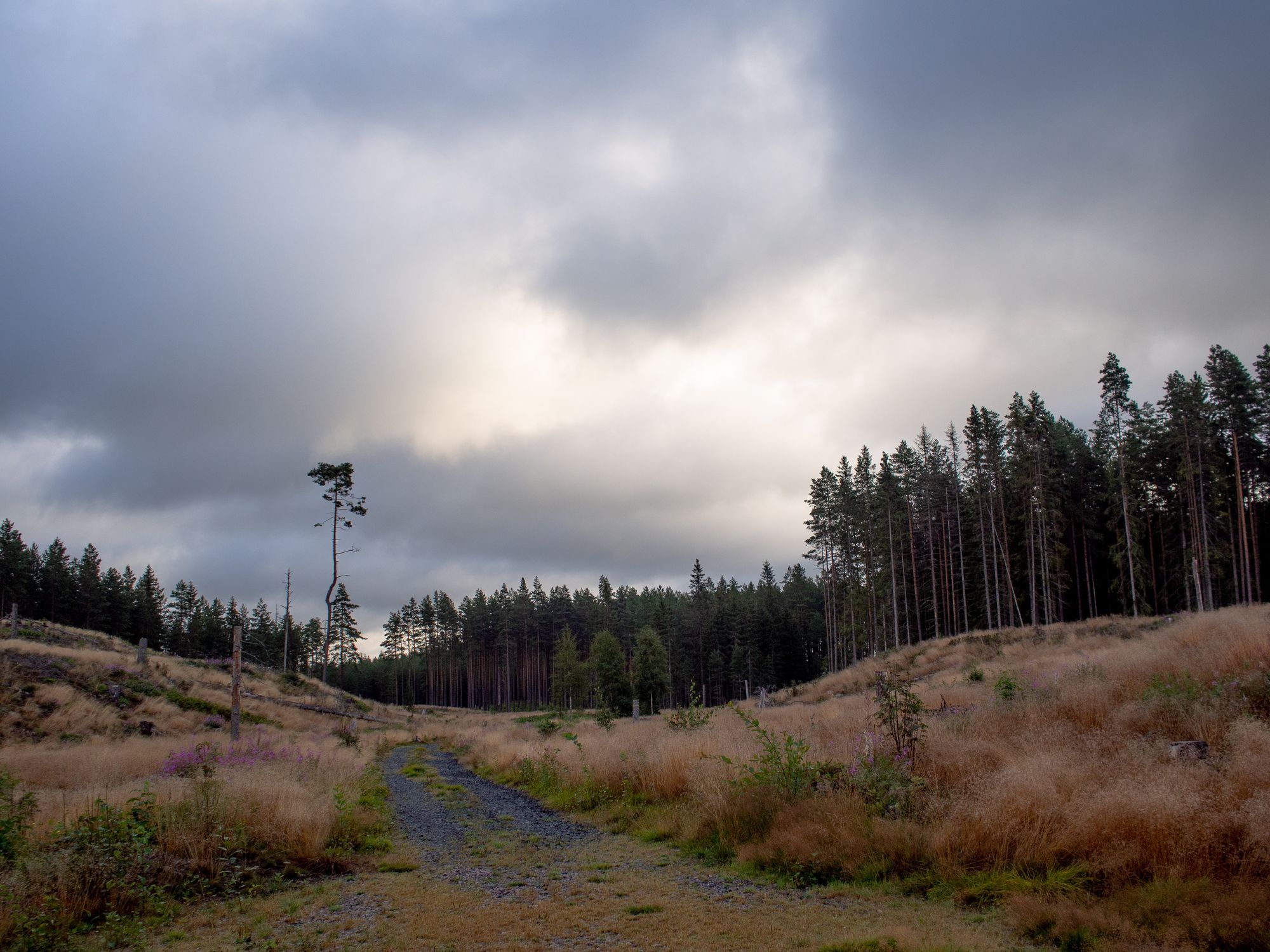 Ett kalhygge som det vuxit högt gräs på.