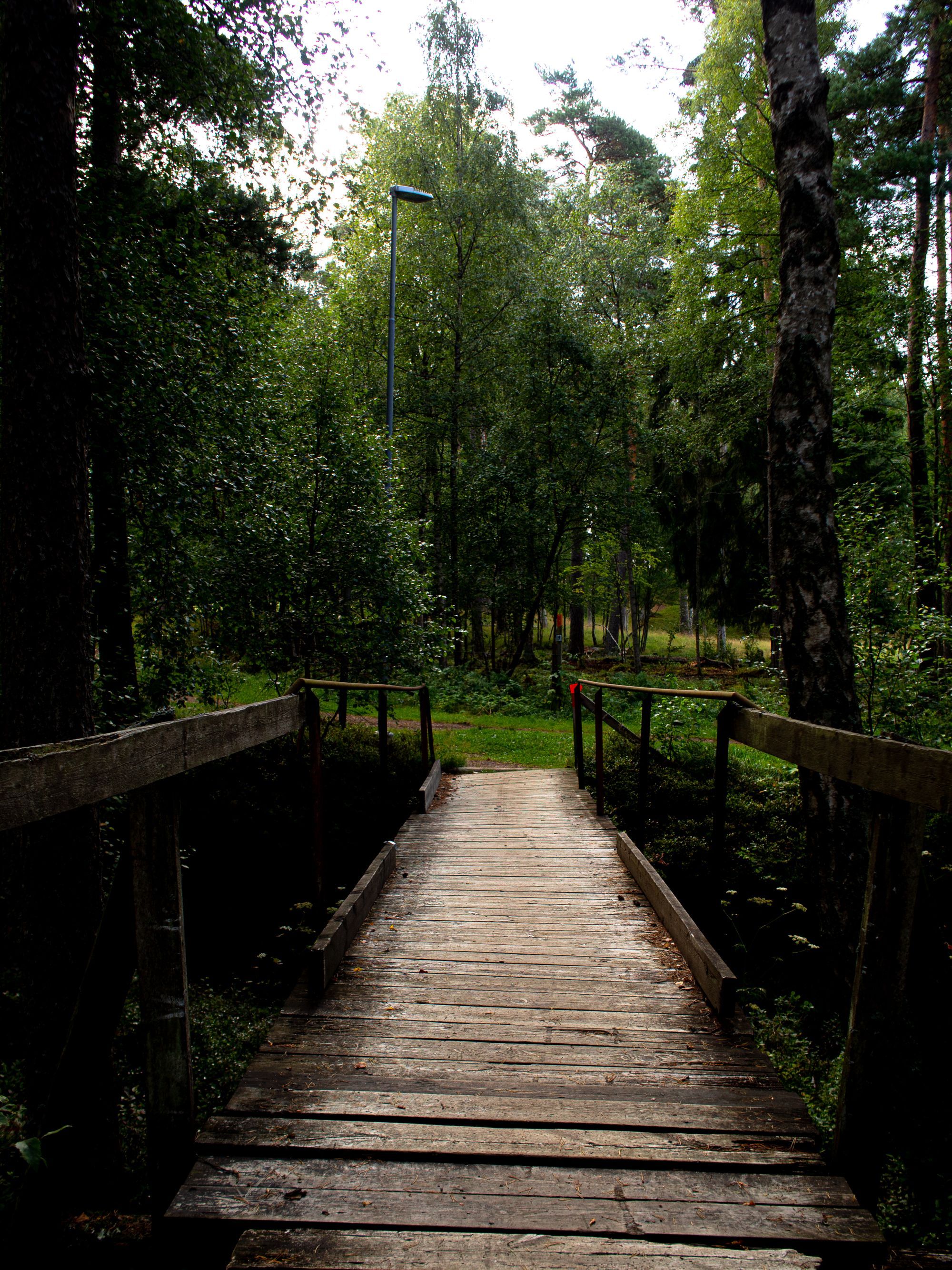 En träbro i en skog.