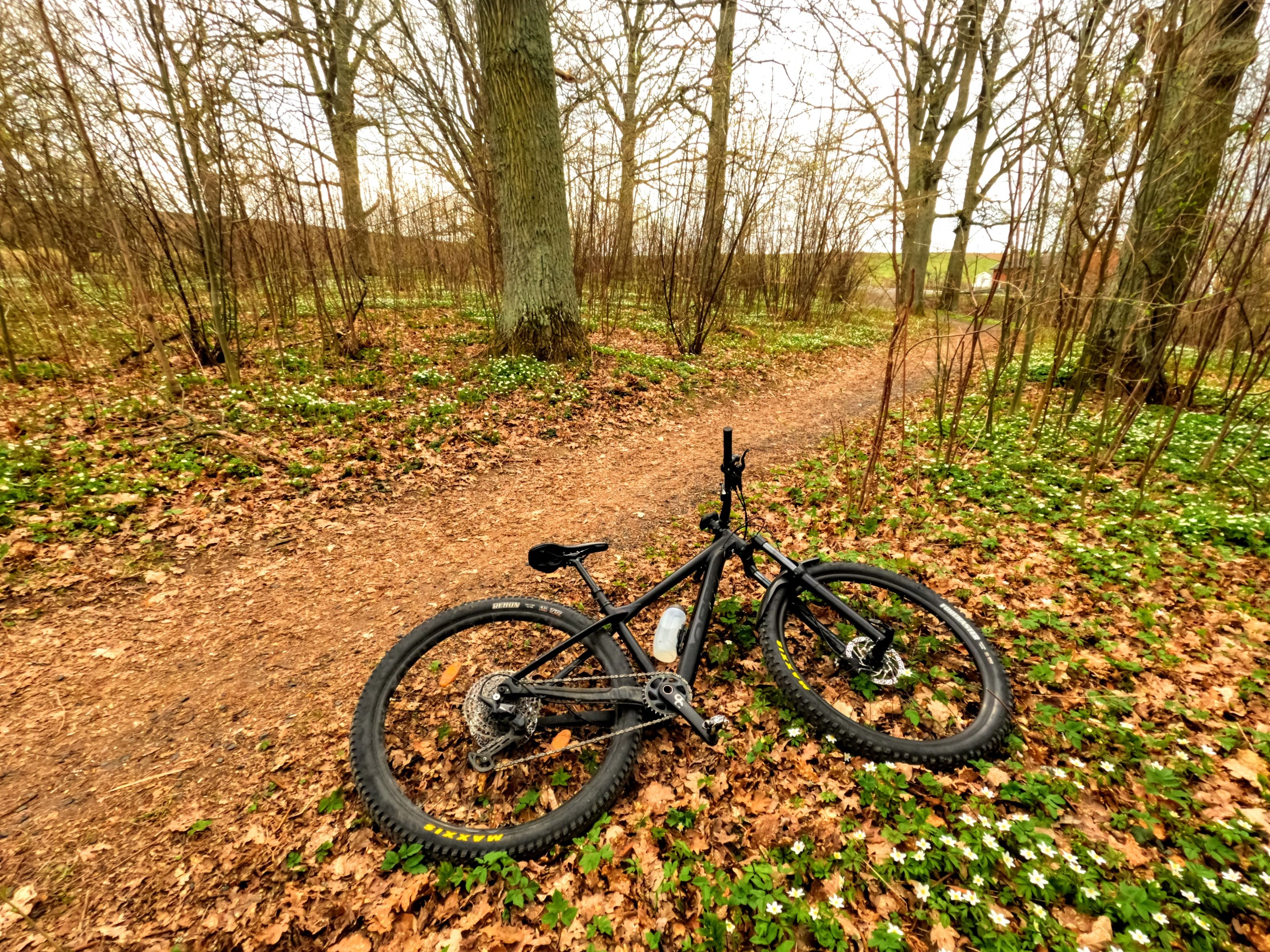 En cykel som ligger på sidan av en stig intill en massa vitsippor