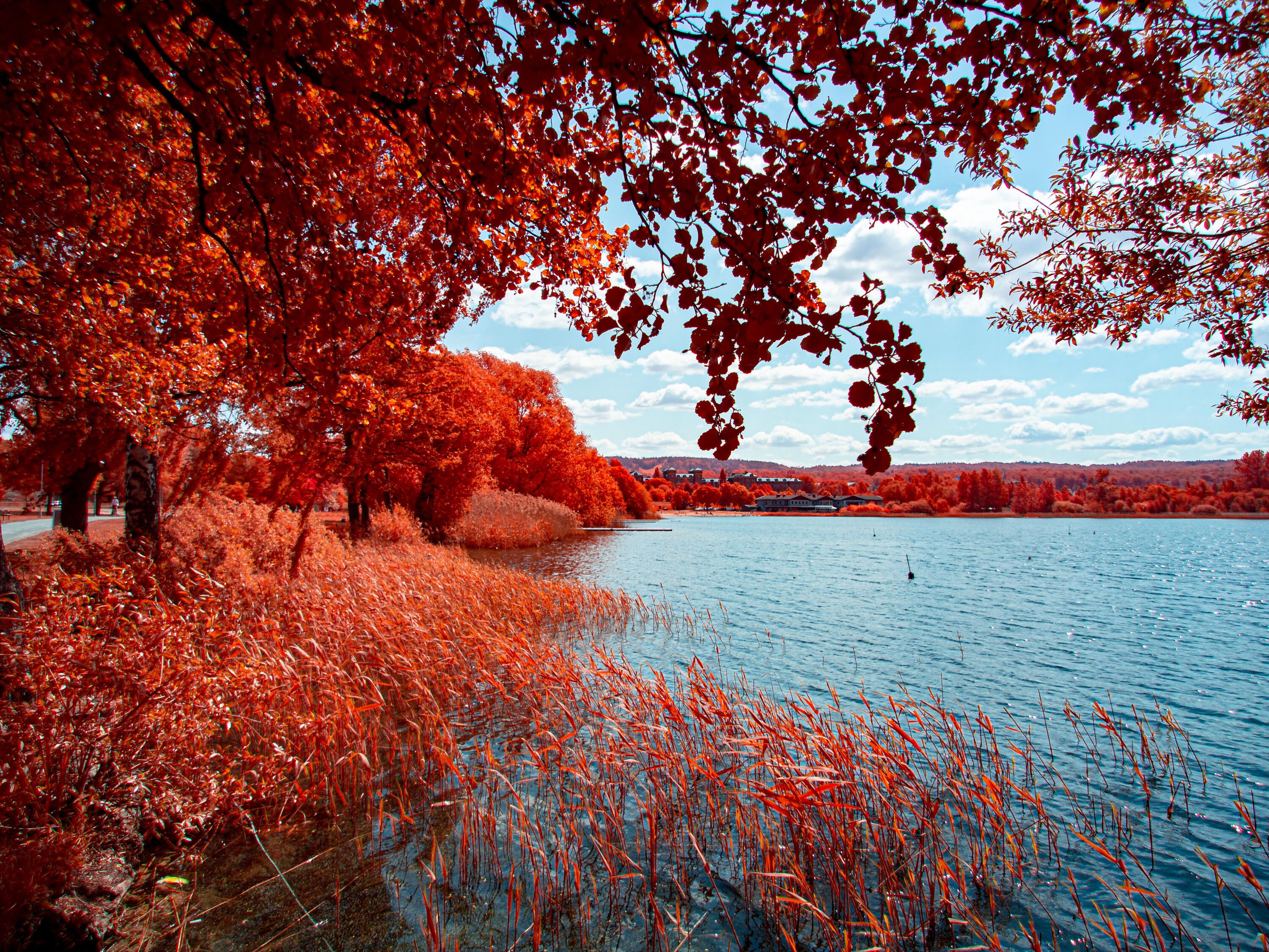 Rocksjöns norra strandkant med vass i förgrunden och några träd som hänger ut över vattnet. Bilden är tagen med ett filter som gör att träd och buskar lyser intensivt rött medans himmel och vatten fortfarande är blått.