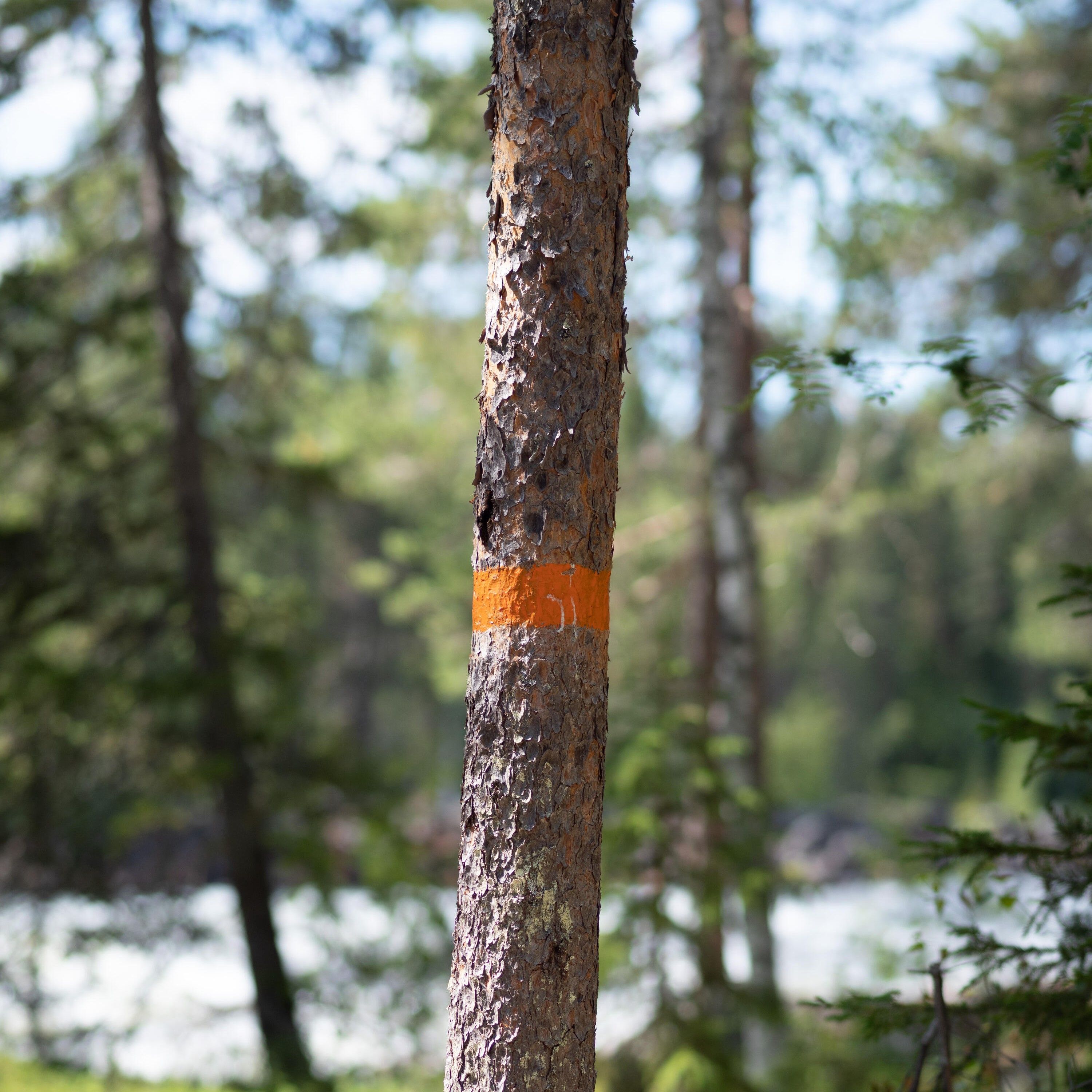 Ett träd målat med en orange ring