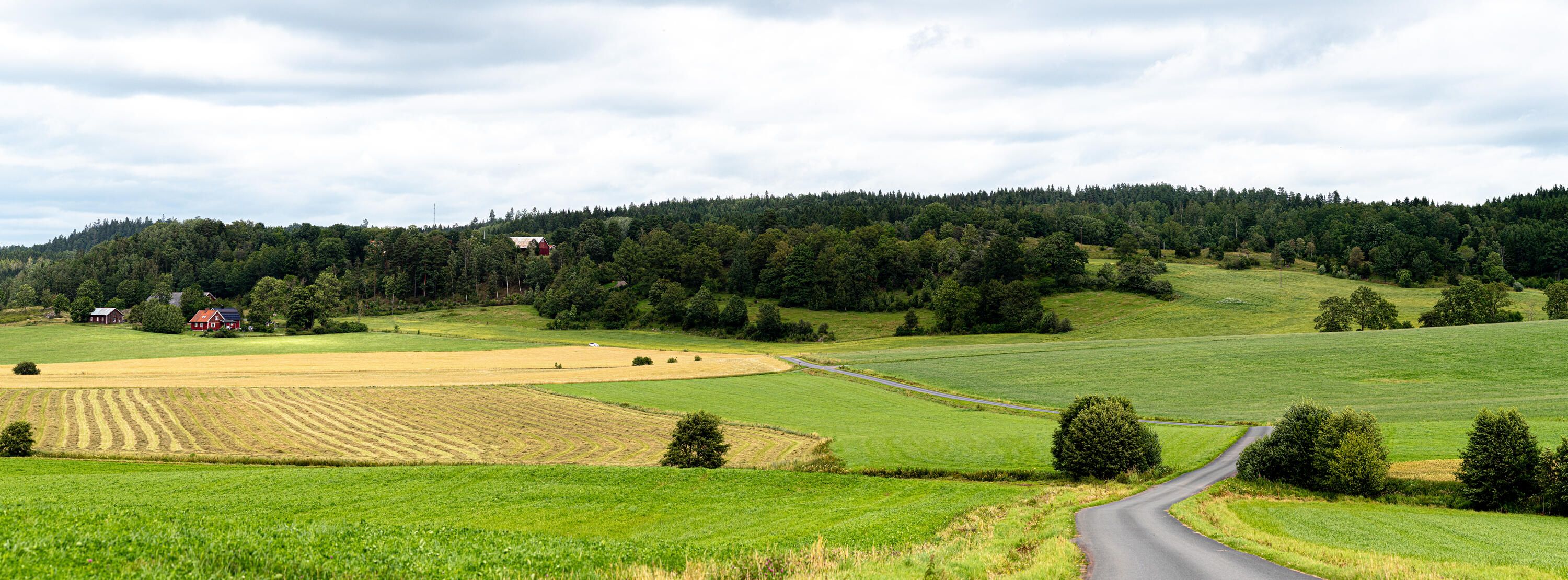 En väg som slingrar sig mellan åkrar och försvinner in i en skog långt borta.