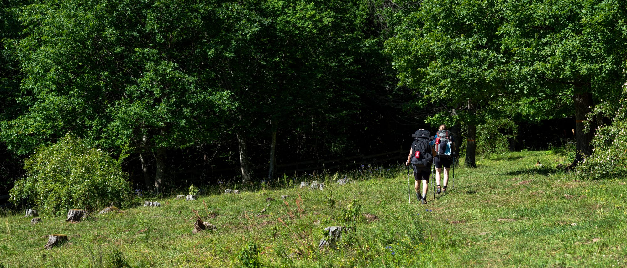 Två personer som går på en upptrampad stig som går på en äng mot en skog. Skogen är mörk.