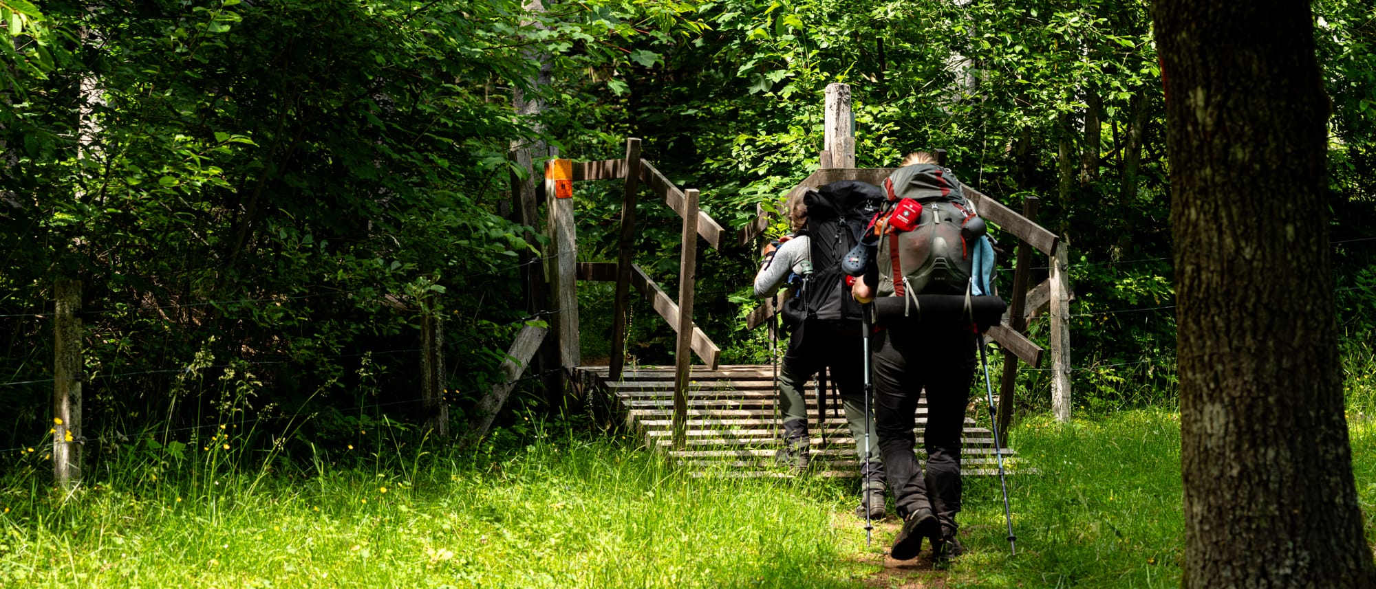 Två personer med vandringsutrustning som går över en stätta från en äng in i skogen.