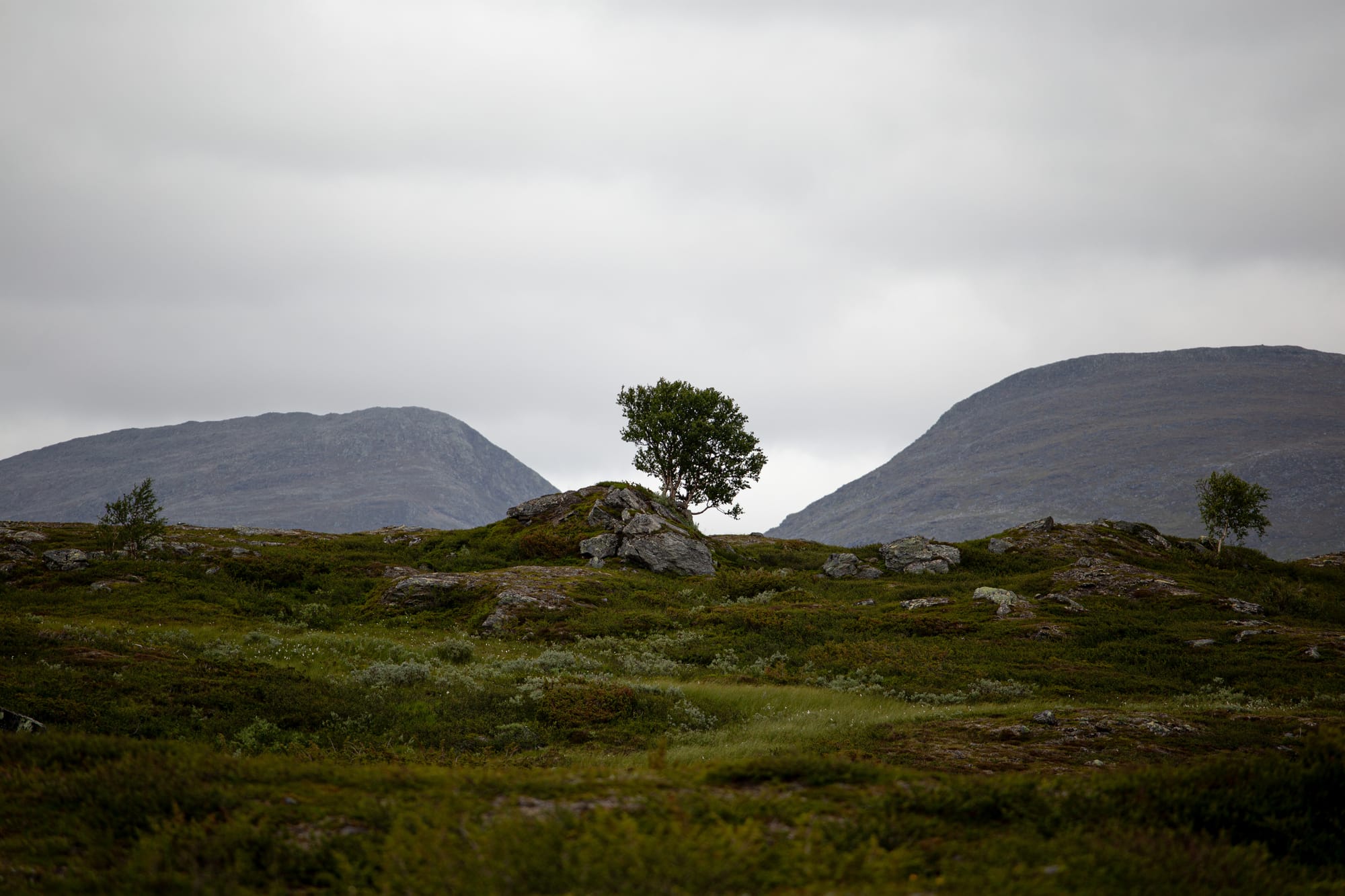 Ett ensamt träd på toppen av en kulle som avtecknas mot den vita molniga himlen. Bakom molnet syns två berg med en dal emellan som perfekt ramar in trädet.