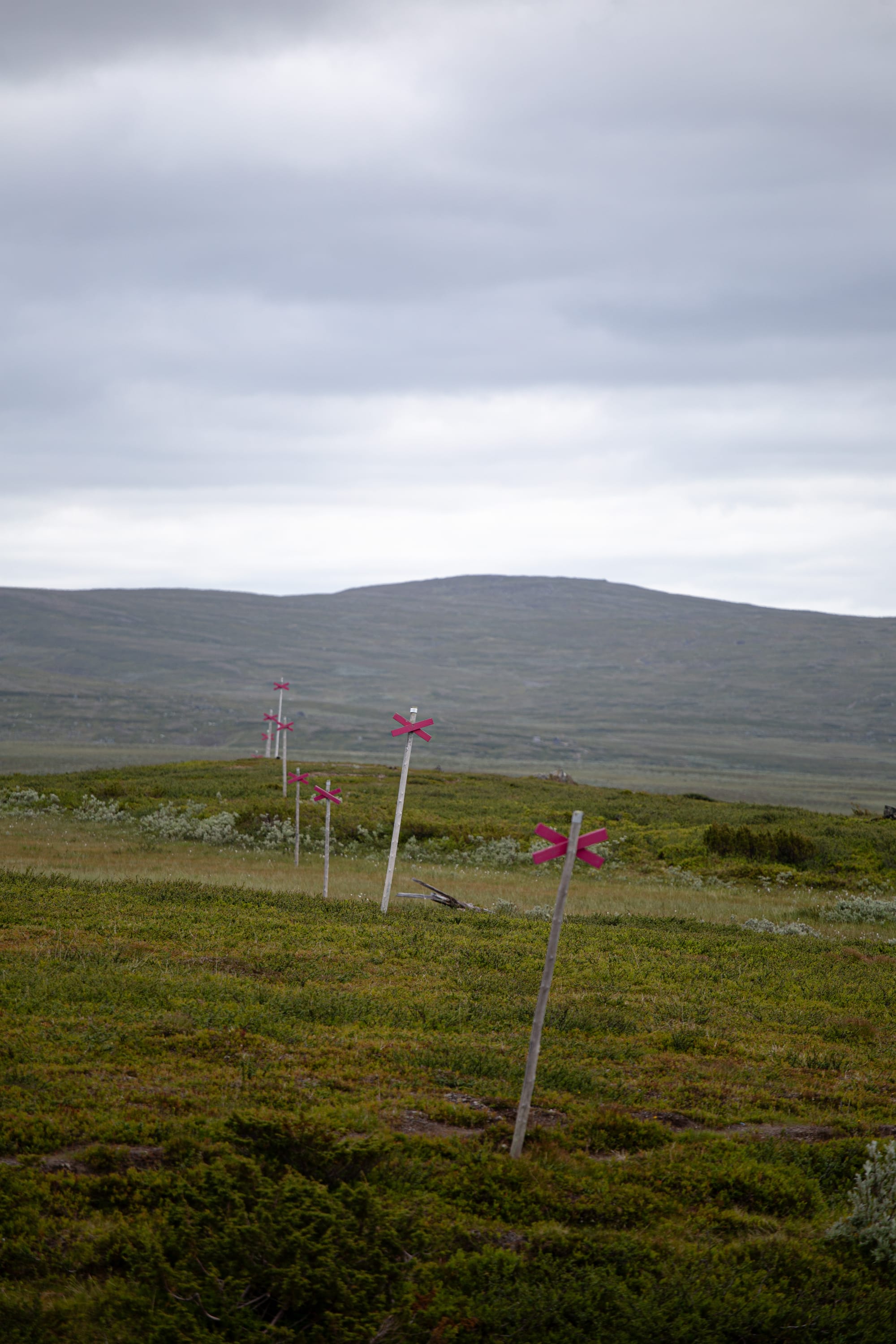Röda kryss på höga stolpar somstår på rad på ett kalfjäll 