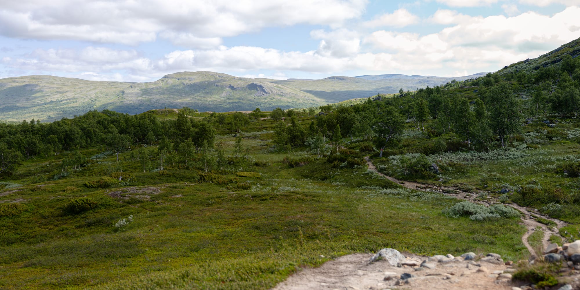 Trädgränsen på ett kalfjäll. Från nedre högra hörnet på bilden upp till vänster slingrar sig en stig som går in i skogen. Skogen och förgrunden är i skugga. Bortom skogen längre bort badar ett större kalfjäll i sol.