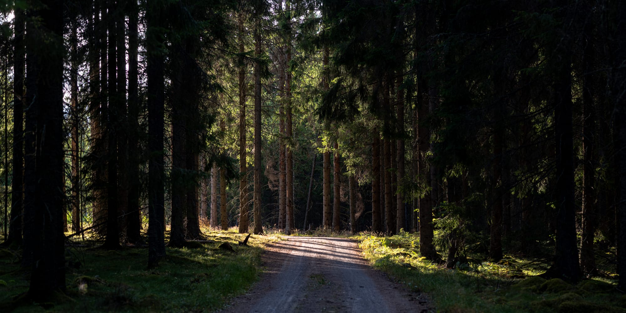 En grusväg som går genom en mörk skog. En bit bort på grusvägen är det en liten glänta som lyser i solljuset.